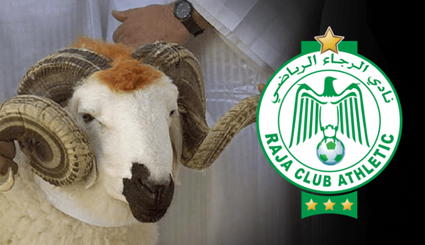صورة الرجاء الرياضي يذبح خروف من أجل طرد النحس
