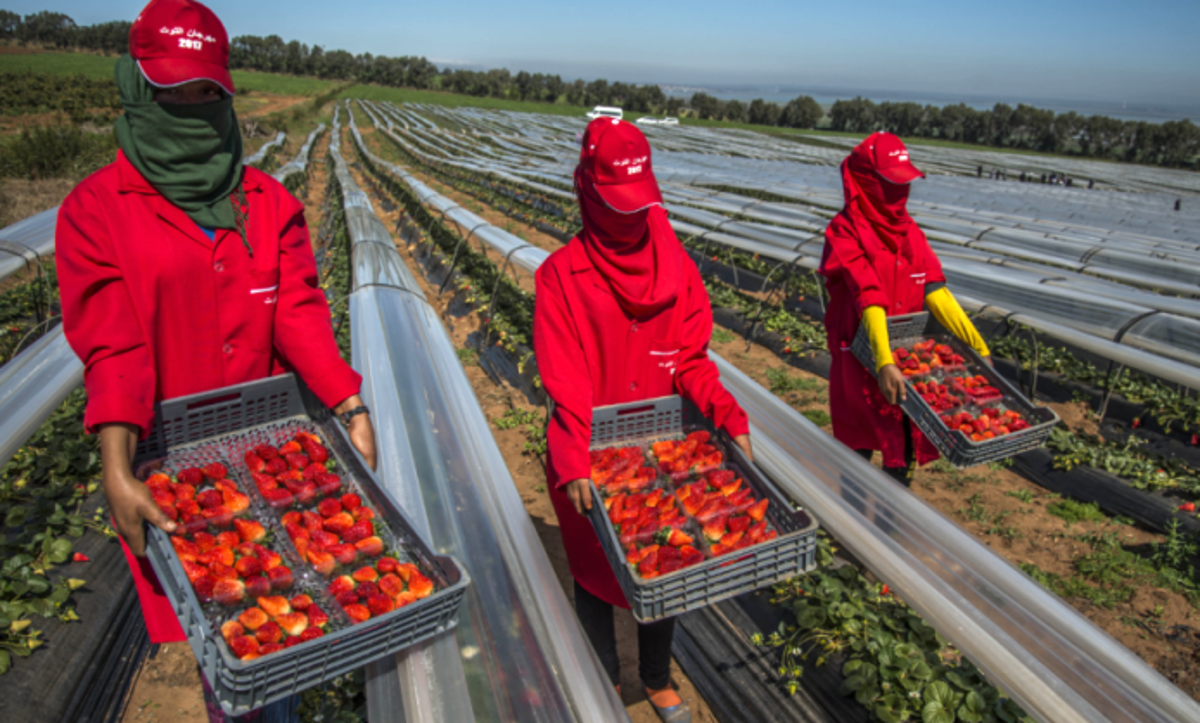 صورة فاجعة المغرب يسجل أكبر حصيلة إصابات في الدقيقة 90