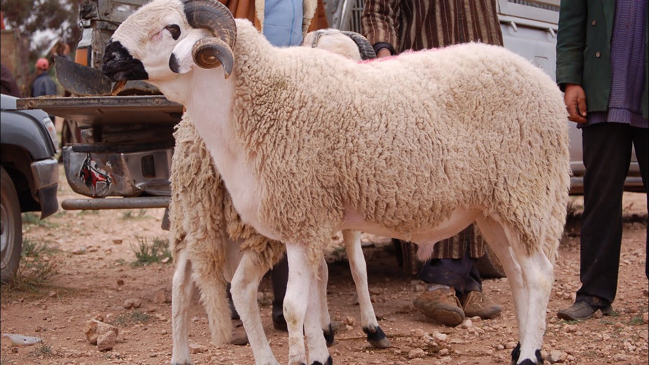 صورة رسميا..عدم إلغاء عيد الأضحى بالمغرب