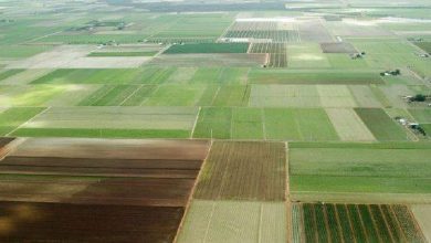 صورة عقوبات ثقيلة تنتظر مصصحي إمضاءات بيع الأراضي السلالية