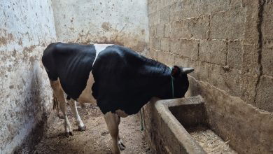 صورة جمعية السلام وسكان العوينة ينظمون الموسم الديني لسيدي عبلا الأدوزي لتعزيز الروابط القرابات والموروث الديني .