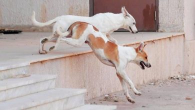 صورة هجوم كلب ضال على طبيبة بكورنيش أكادير يثير التساؤل حول فعالية تدابير المجلس البلدي