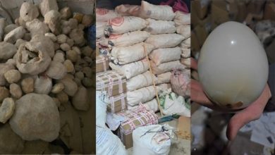 صورة إحباط عملية تهريب مستحثات وأحجار نادرة بالدرارك