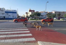 صورة سكان حي رياض السلام بأكادير يشتكون تجاهل المجلس الجماعي لشكاياتهم حول الكلاب الضالة