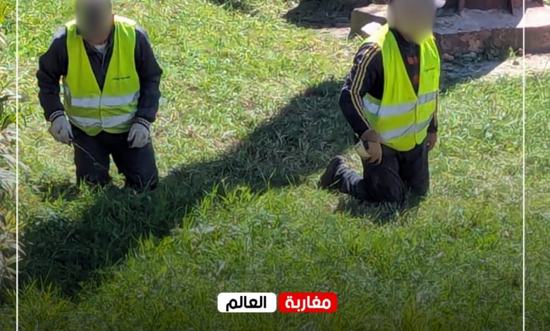 صورة جماعة تاونات: “المنجل” يكسر شعارات التدبير الحديث ويجلد ظهور العمال.